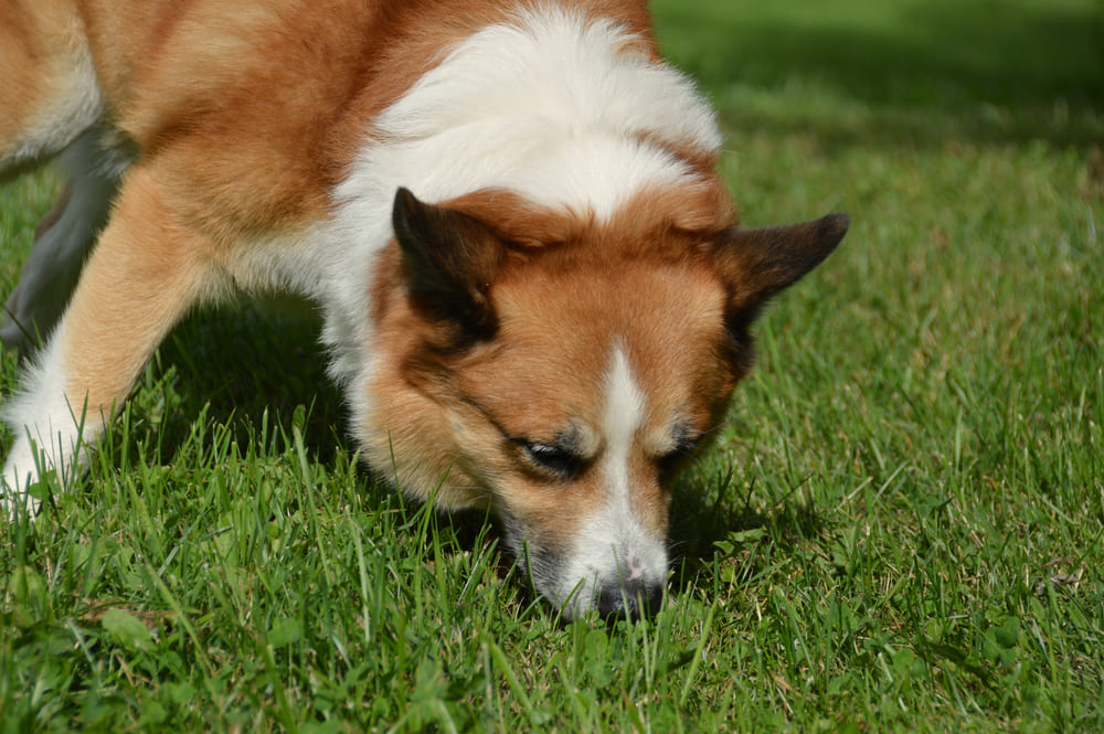 Исландская овчарка на улице
