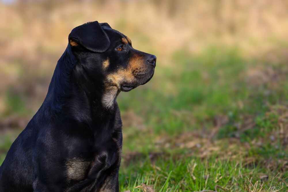 Владельцу требуется точно знать, сколько длится беременность у ротвейлера