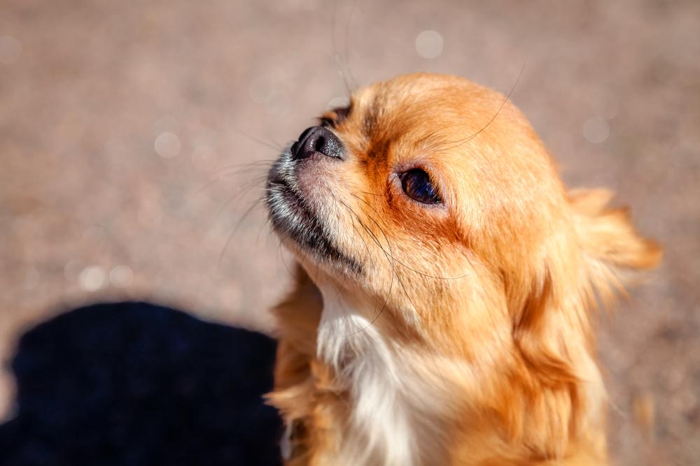 Что делать, если собака хрюкает