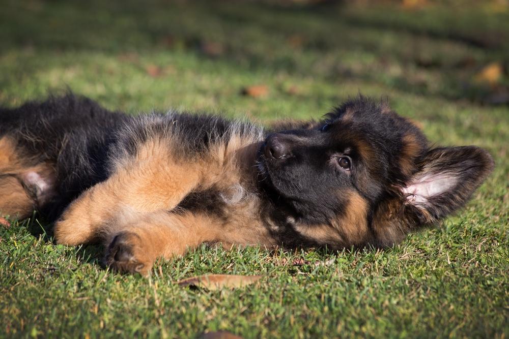 Как отличить щенка немецкой овчарки от дворняги по форме головы?