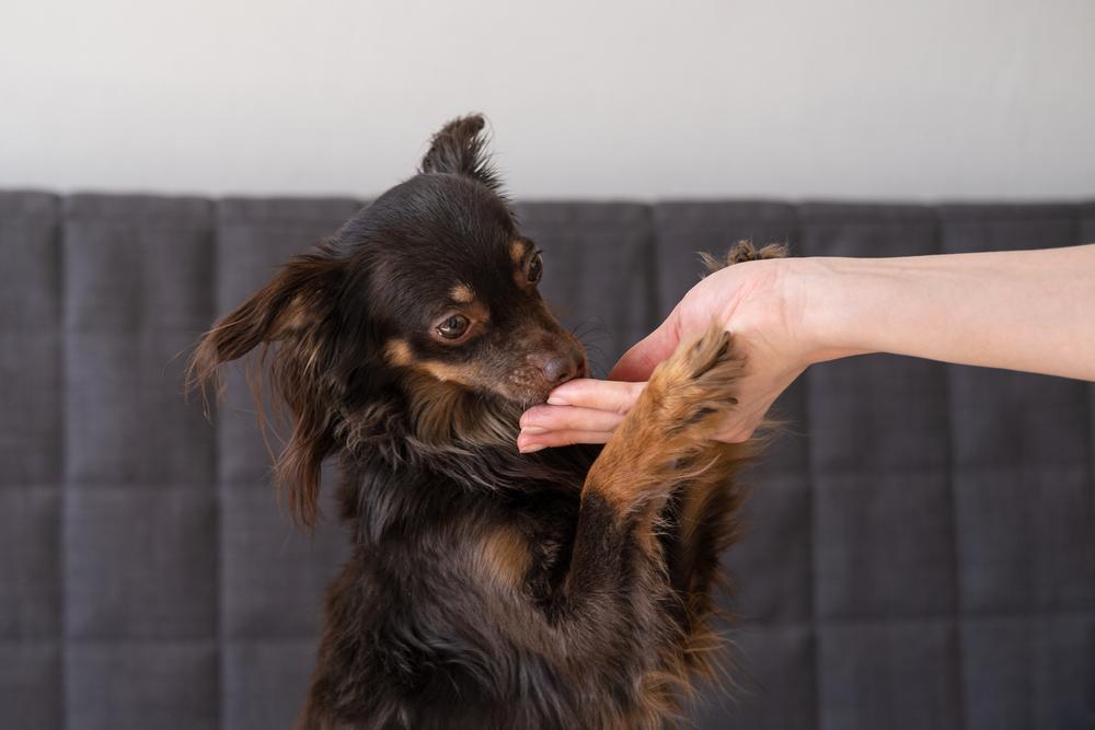 Что нужно знать о дрессировке той-терьера Что нужно знать о дрессировке той-терьера