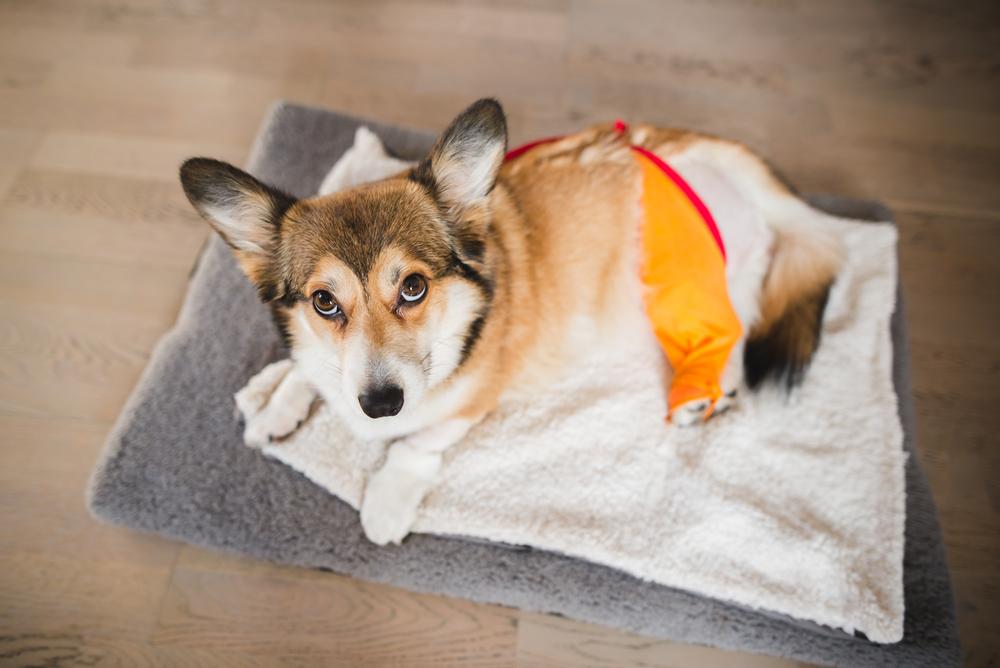 Диагностика перитонита у собак