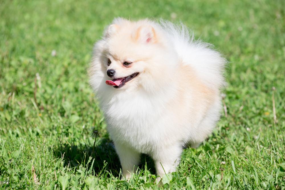 Все виды шпицев: померанский классический Все виды шпицев: померанский классический