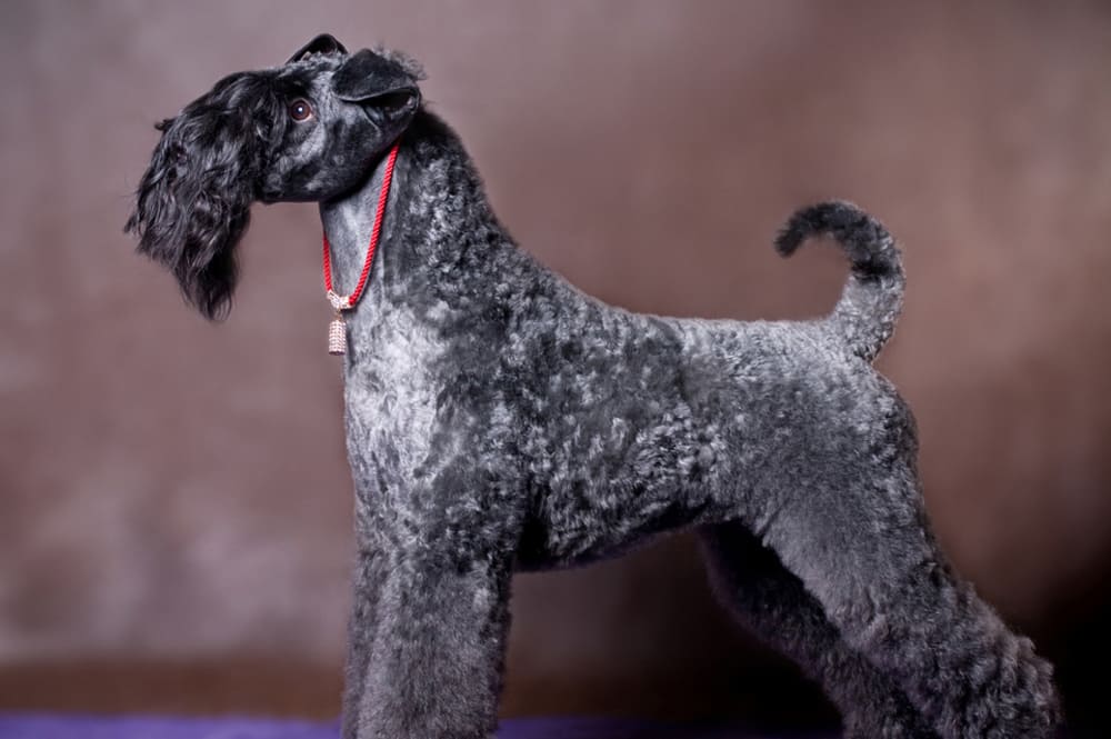 Керри-блю-терьеры могут уживаться с котами