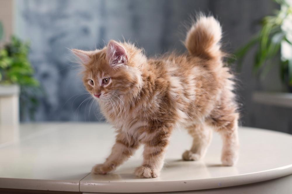 курильский бобтейл в квартире и дома