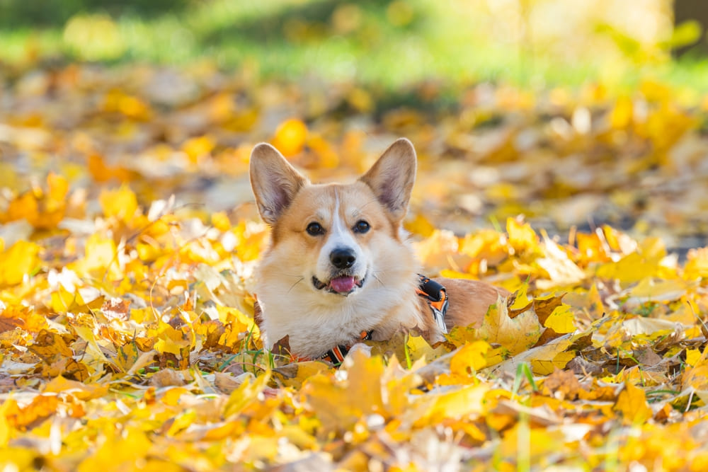 После вязки корги проводят УЗИ
