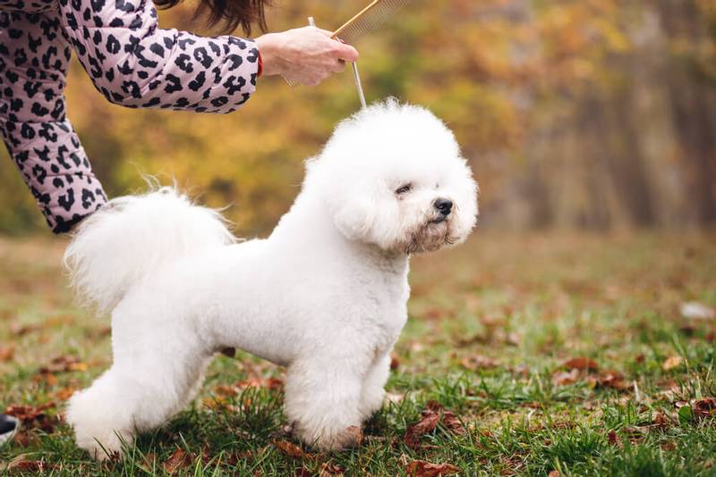 Декоративные породы собак: бишон фризе