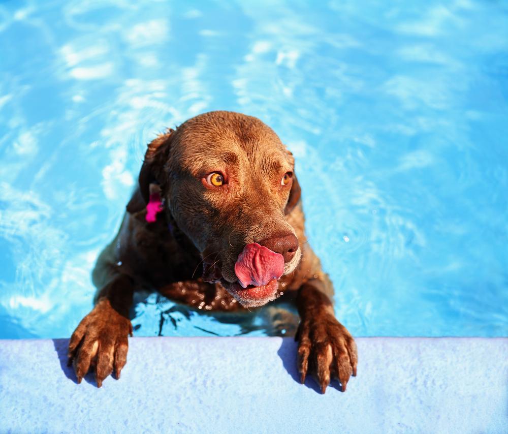 Собака любящая воду. Водяная собака. Какая порода собаки не любит воду. St Johns Water Dog.