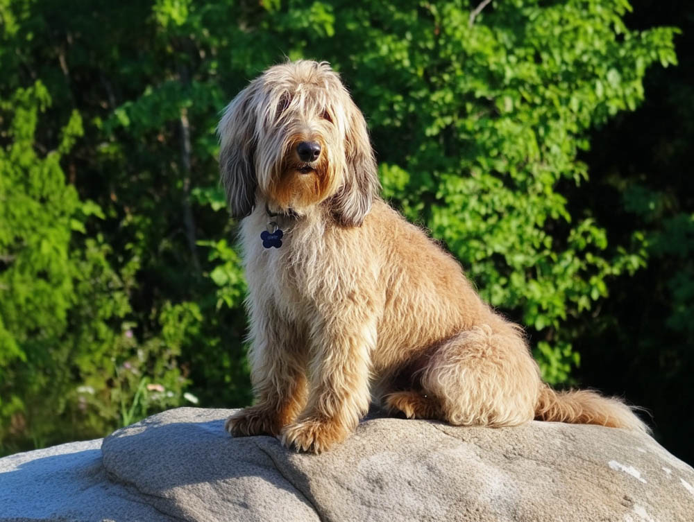 Оттерхаундов лучше заводить активным людям
