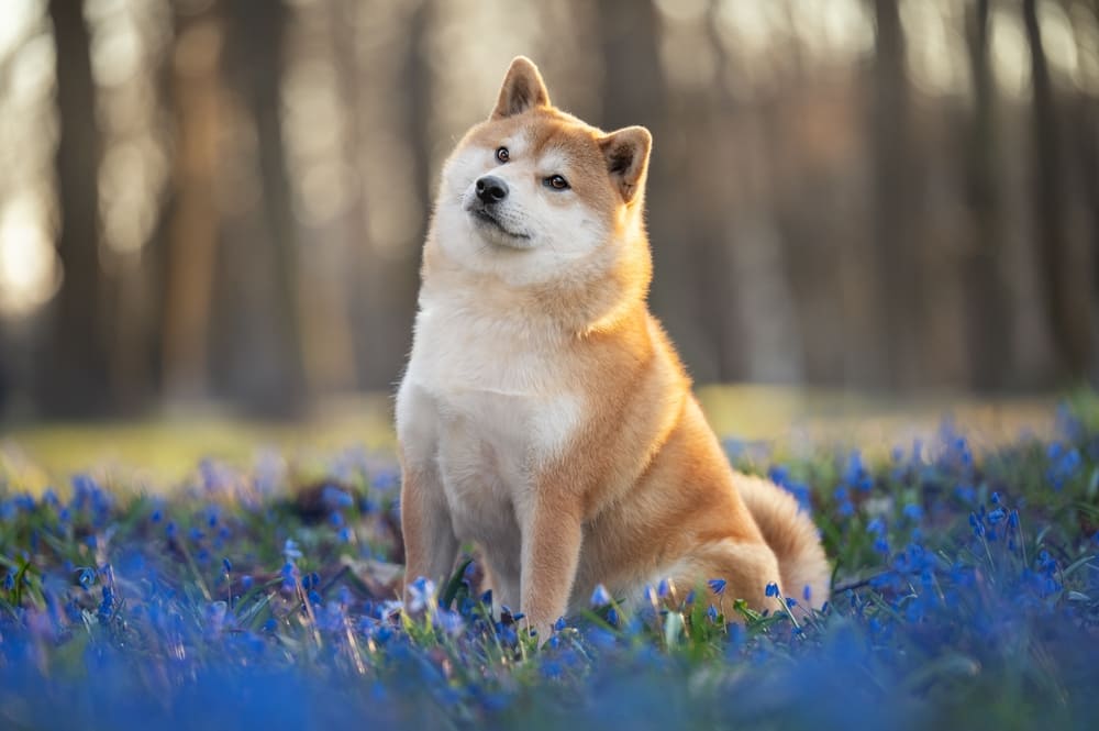 Рацион влияет на то, сколько весит сиба-ину