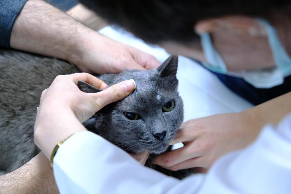 Побочные эффекты от глазных капель для кошки Побочные эффекты от глазных капель для кошки