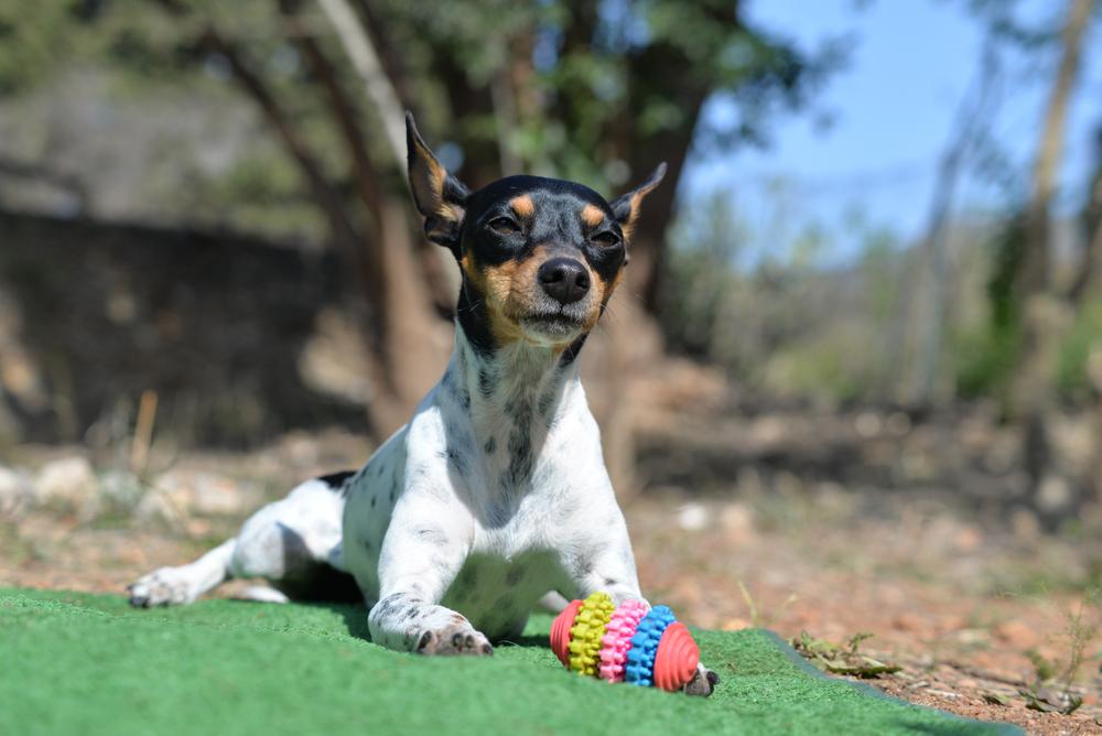 История происхождения валенсийского ратера