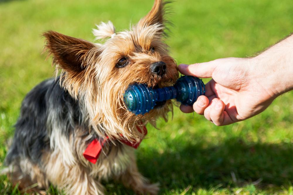 Навыки, которые должен освоить йоркширский терьер Навыки, которые должен освоить йоркширский терьер