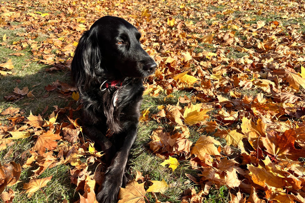 Прямошерстный ретривер нуждается в обработках
