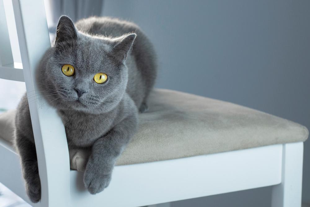 Породы кошек с плюшевой шерстью: британская короткошерстная