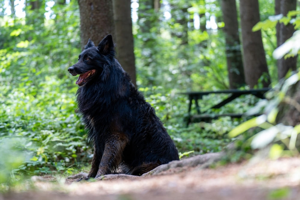 Грюнендаль может участвовать в разведении с наступлением полового созревания
