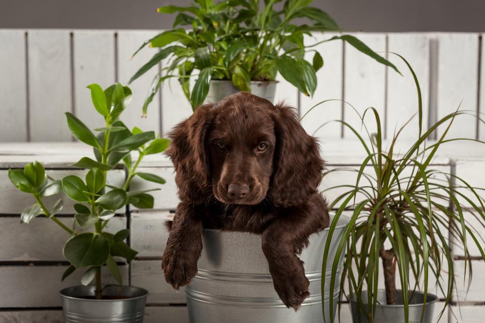 поддержание гигиены немецкого вахтельхунда