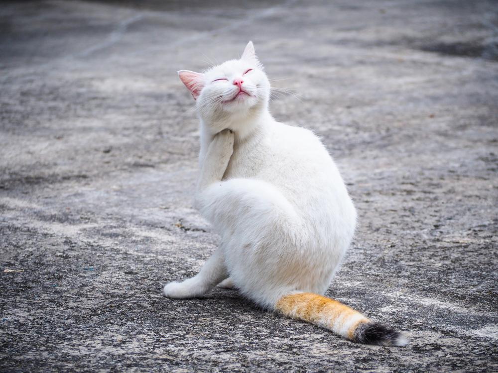 профилактика дерматита у кошек