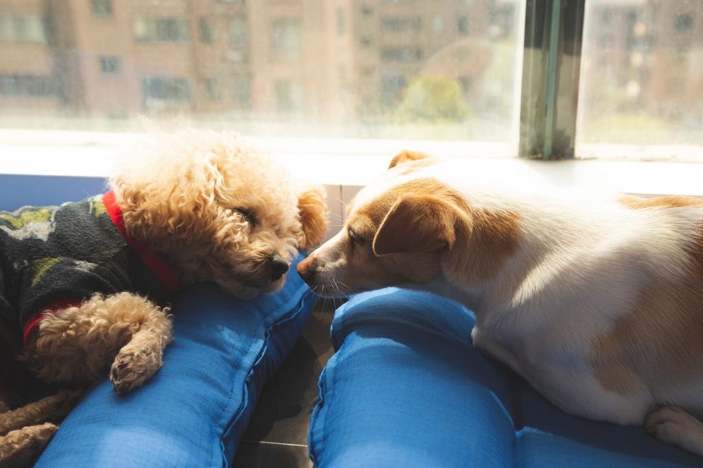 Препараты для восстановления микрофлоры у собак Препараты для восстановления микрофлоры у собак