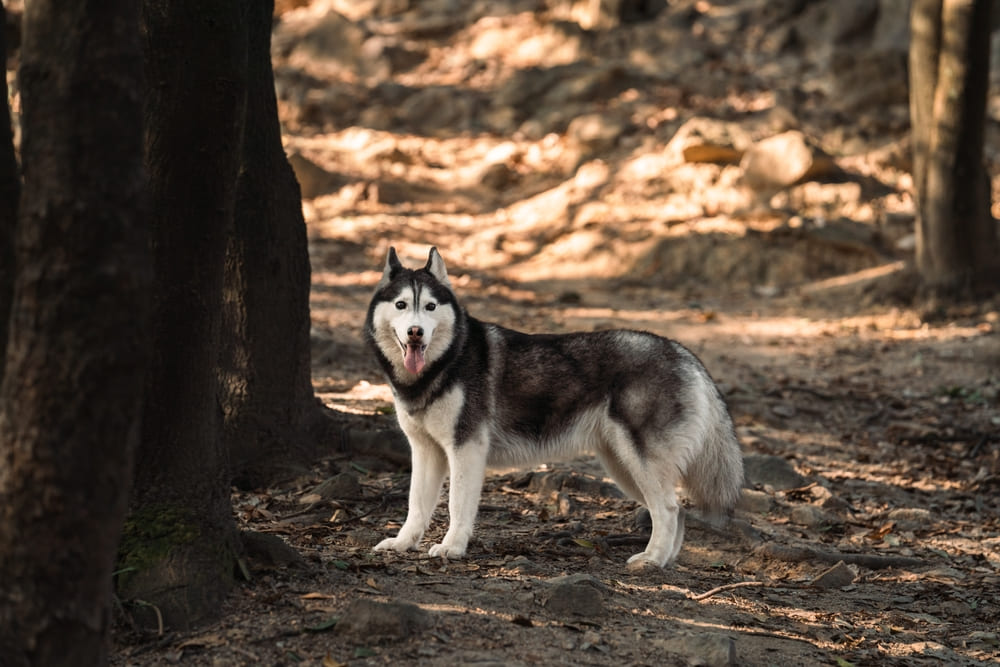 Рацион хаски должен быть сбалансированным