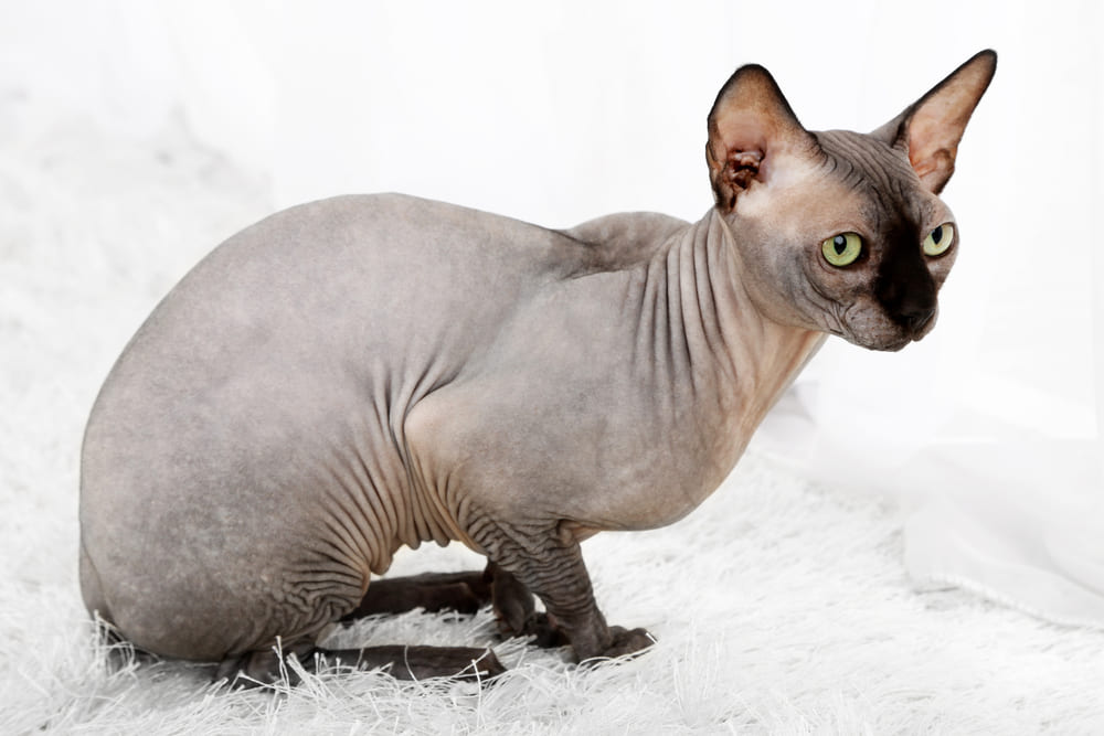 Владельцу важно знать, сколько по времени длится беременность у сфинкса