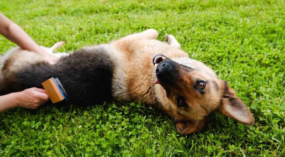 Уход за шерстью немецкой овчарки Уход за шерстью немецкой овчарки