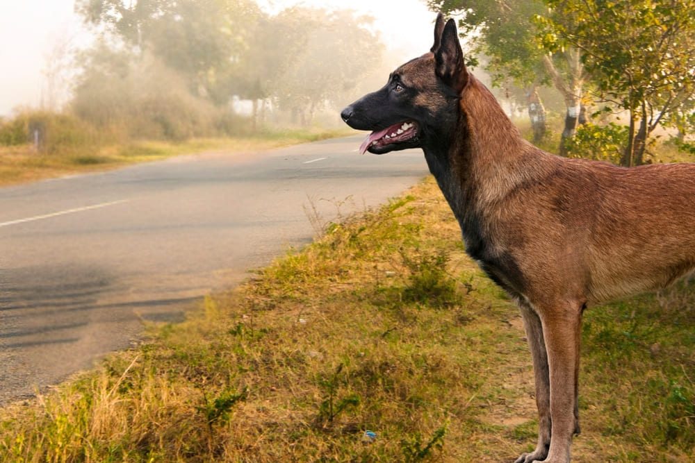 Бельгийскую овчарку нужно обрабатывать от паразитов