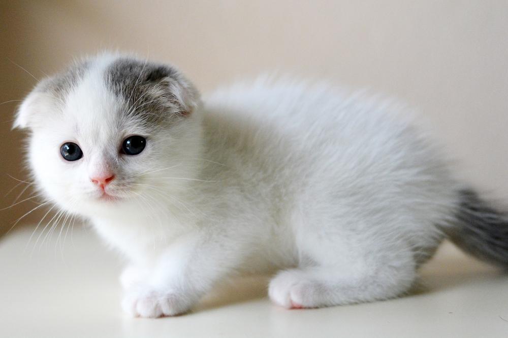 Окрасы шотландских кошек с белым цветом: ван