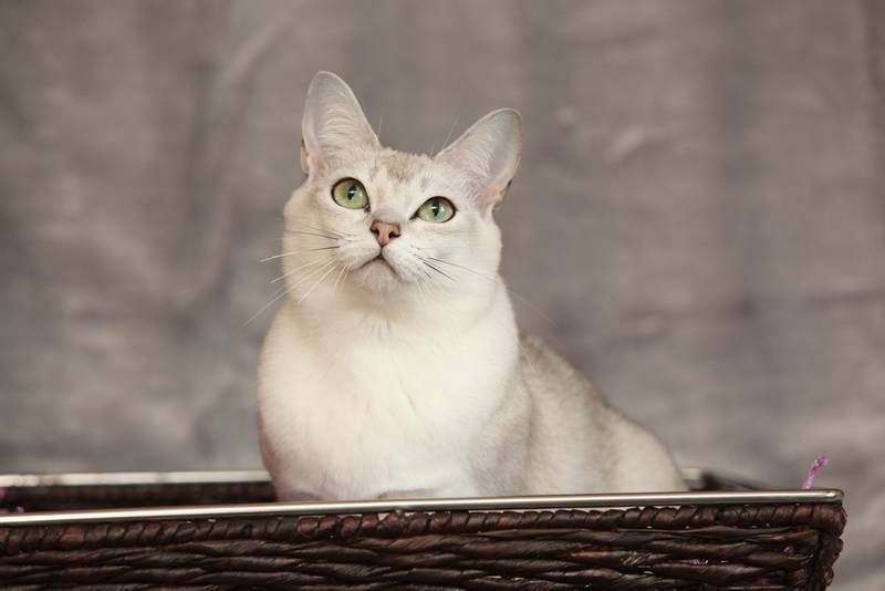 Самые милые породы кошек: бурмилла Самые милые породы кошек: бурмилла