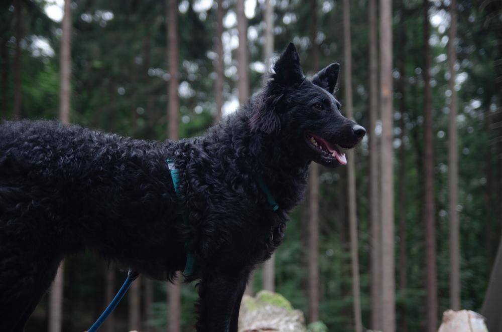 Содержание хорватской овчарки