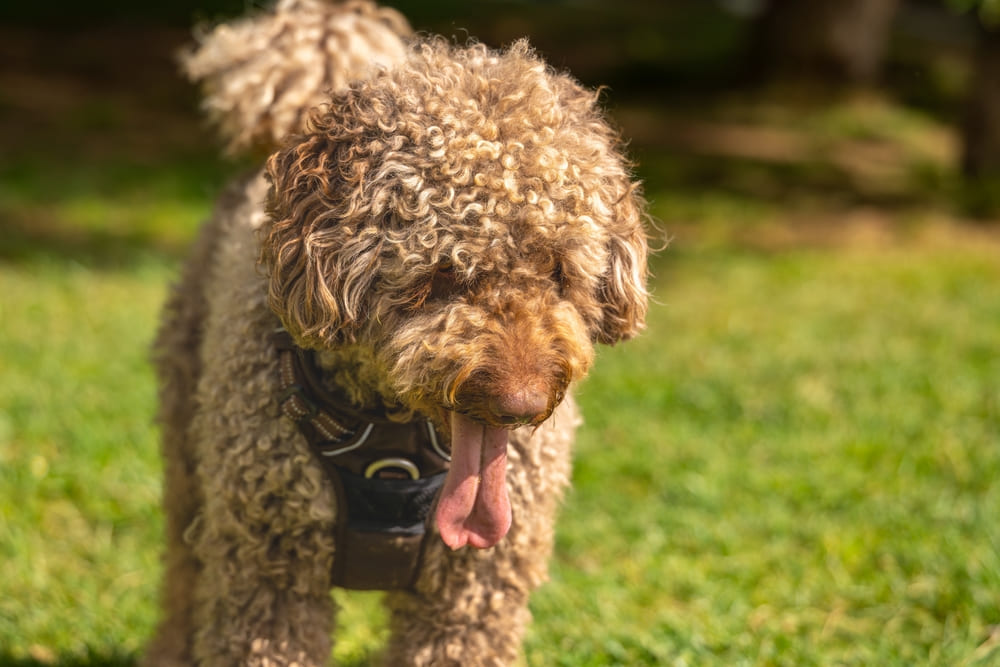 Испанских водяных собак допустимо стричь