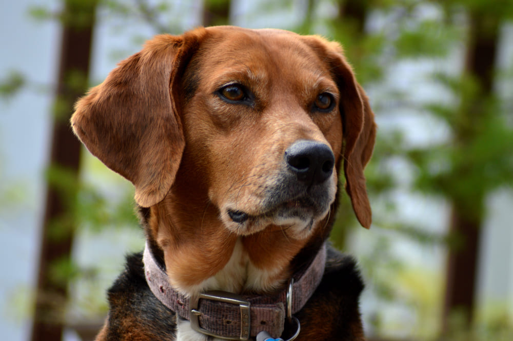 Американскому фоксхаунду нужен простор