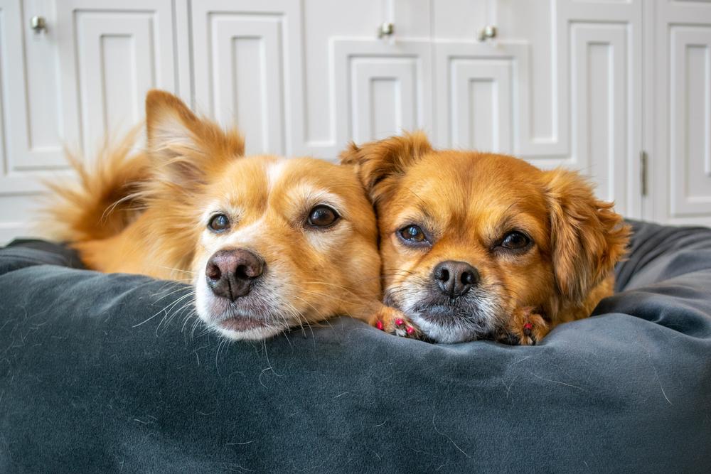 Как познакомить двух собак