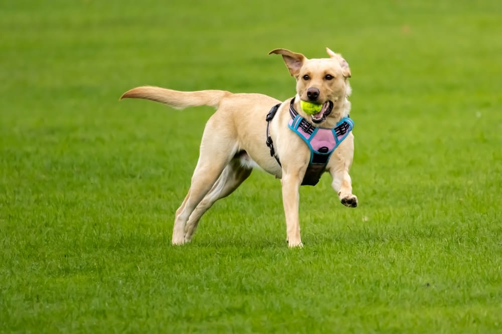Вязка лабрадора должна проводиться по правилам РКФ