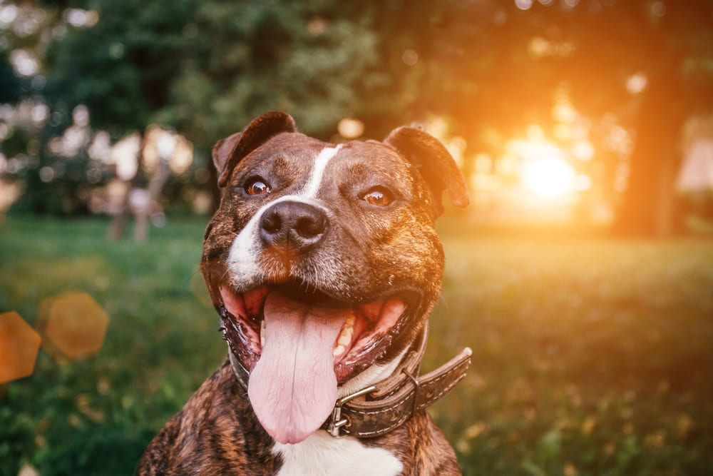 Питание американского питбультерьера должно быть сбалансированным