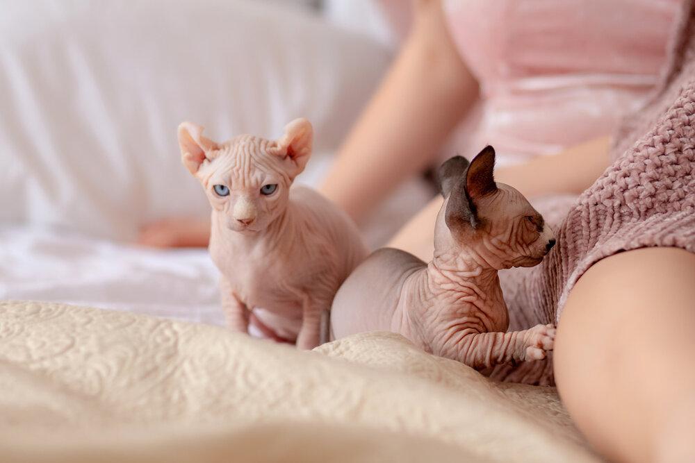 Особенности кормления породы эльф