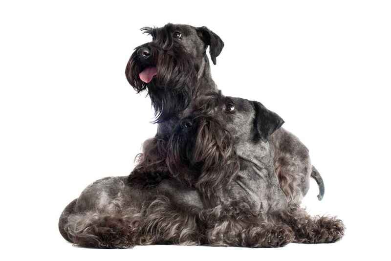 Два чешских терьера