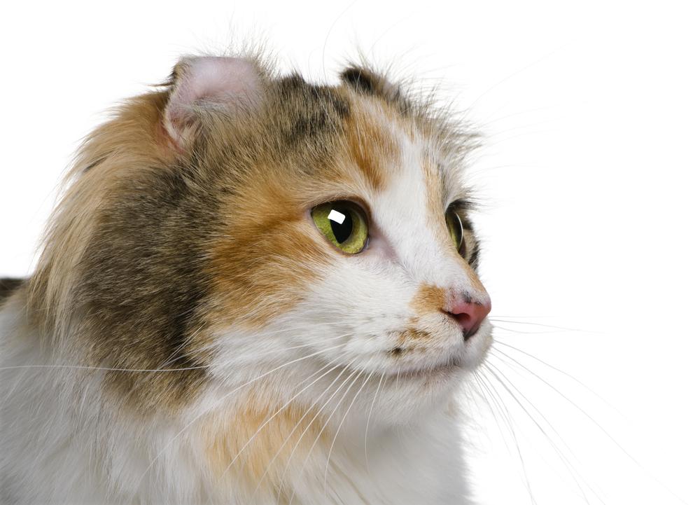 Пушистые зеленоглазые кошки: американский керл Пушистые зеленоглазые кошки: американский керл