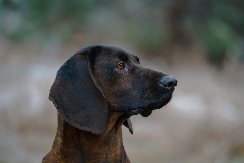 Висячие уши баварской горной гончей нуждаются в уходе