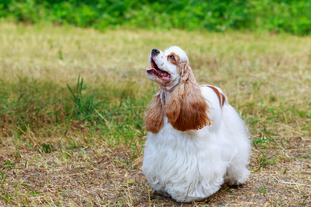 Самолечение влияет на то, сколько проживет американский кокер-спаниель