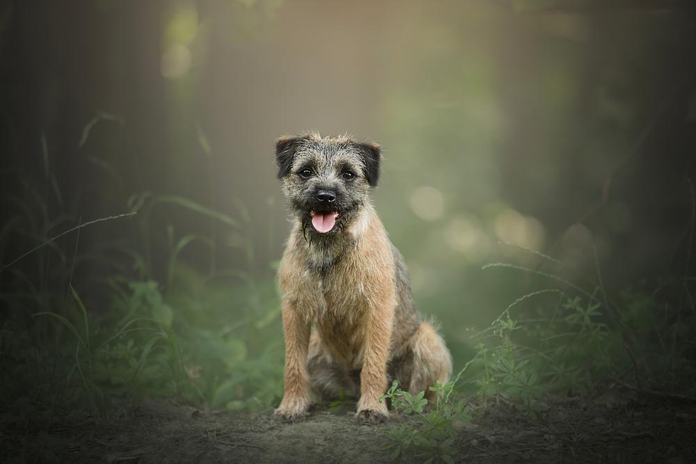 Шотландские породы собак: бордер-терьер Шотландские породы собак: бордер-терьер