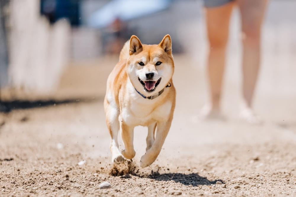 Распространенные ошибки при воспитании сиба-ину Распространенные ошибки при воспитании сиба-ину