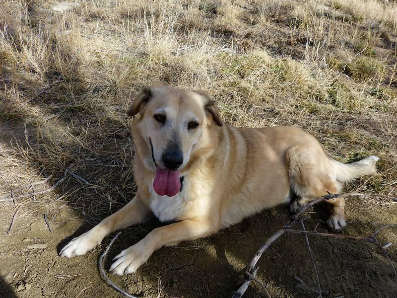 Внешность чинука