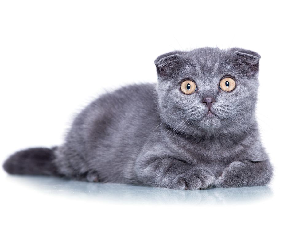 Тикированные окрасы у шотландских кошек: серый дым