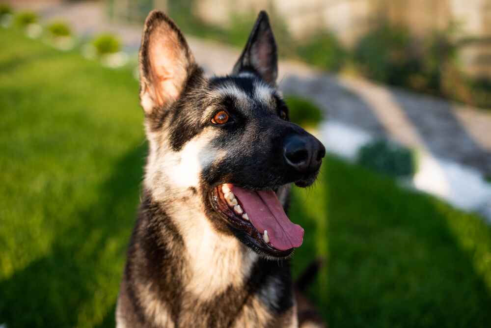 Генетика может влиять на то, сколько проживет восточноевропейская овчарка