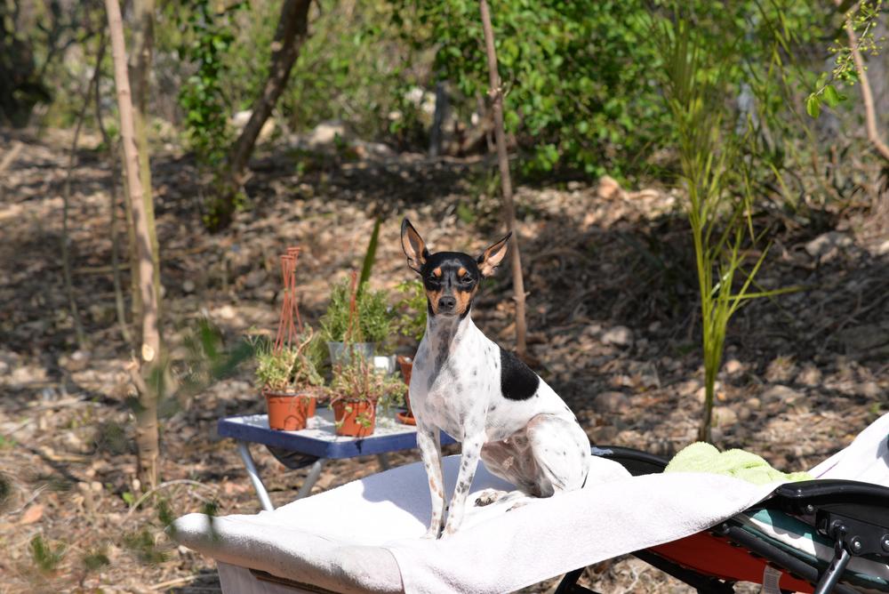 Уход за валенсийским ратером
