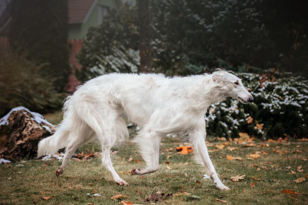 Собаки с длинной мордой из группы борзых: русская псовая
