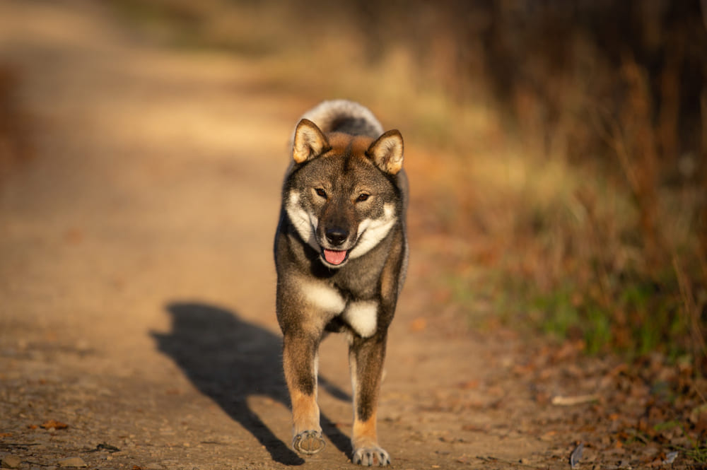 Сикоку требуется уход