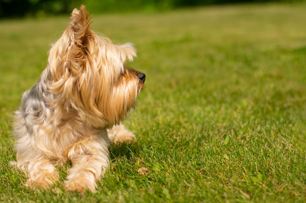 Вязку йоркширского терьера проводят в овуляцию