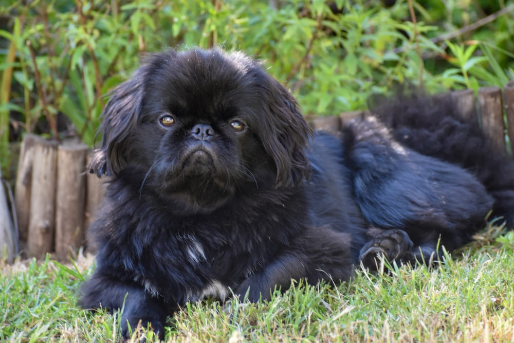 У собак породы пекинес есть характерные болезни